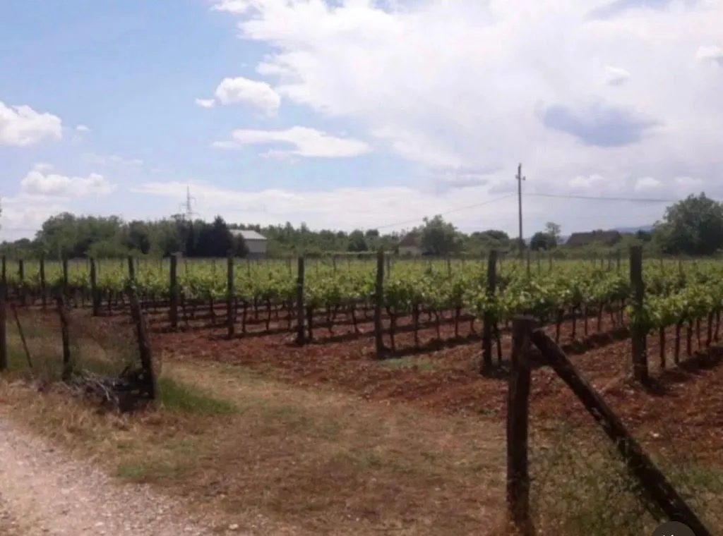 Pogled na zasađeni vinograd ograđen drvenim stubovima.