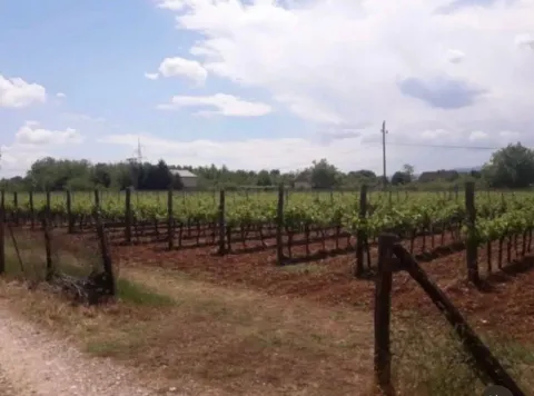 Pogled na zasađeni vinograd ograđen drvenim stubovima. - image 2