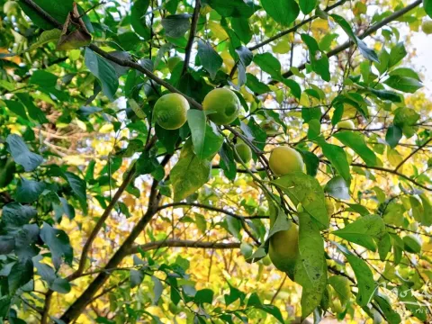 Prodaja, kuća, 67m², Orahovac, Kotor - image 41