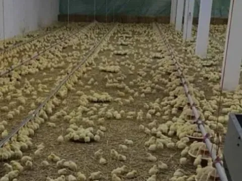 Prodaja, poslovni prostor, 2888m², Urovci, Obrenovac - image 10