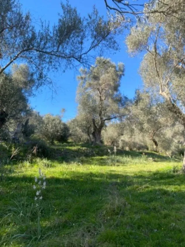 Prodaja, plac, 5500m², Ulcinj, Crna Gora