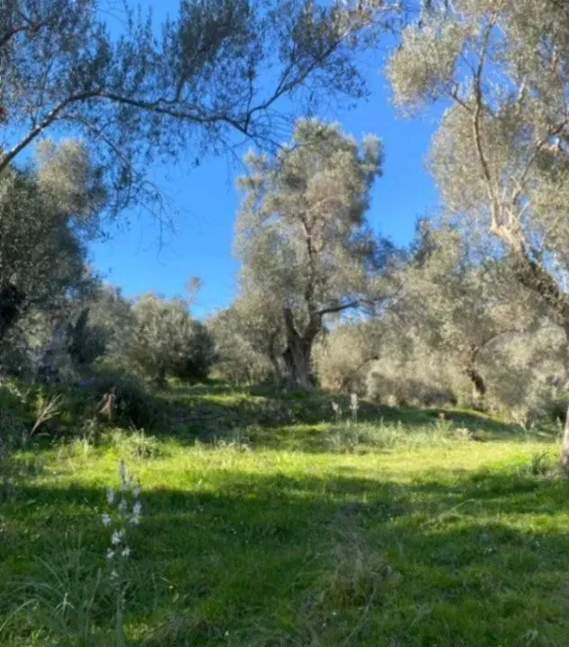 Prodaja, plac, 5500m², Ulcinj, Crna Gora