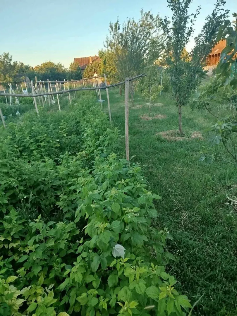 Zeleni vrt sa zasađenim voćem i biljkama.