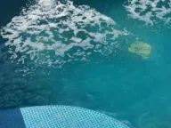 Prodaja, kuća, 1000m², Selters Banja, Mladenovac - image 5