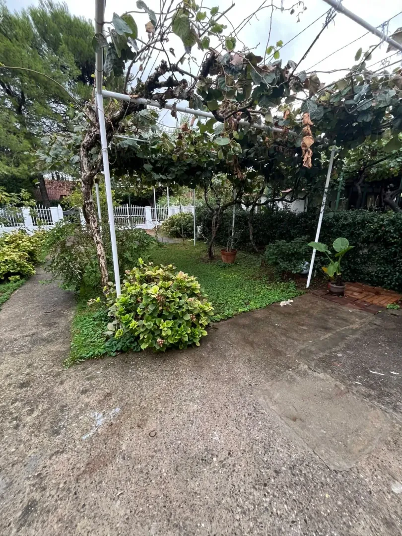 Yard of the house with greenery and a wooden pergola with grapevine.
