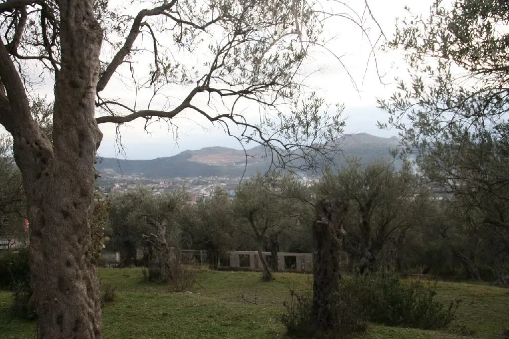 Dvorište puno maslina sa pogledom na okolni pejzaž.