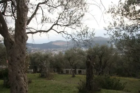 Dvorište puno maslina sa pogledom na okolni pejzaž. - image 3