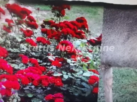 Prodaja, ugostiteljski objekat, Bečej, Novi Sad - image 9