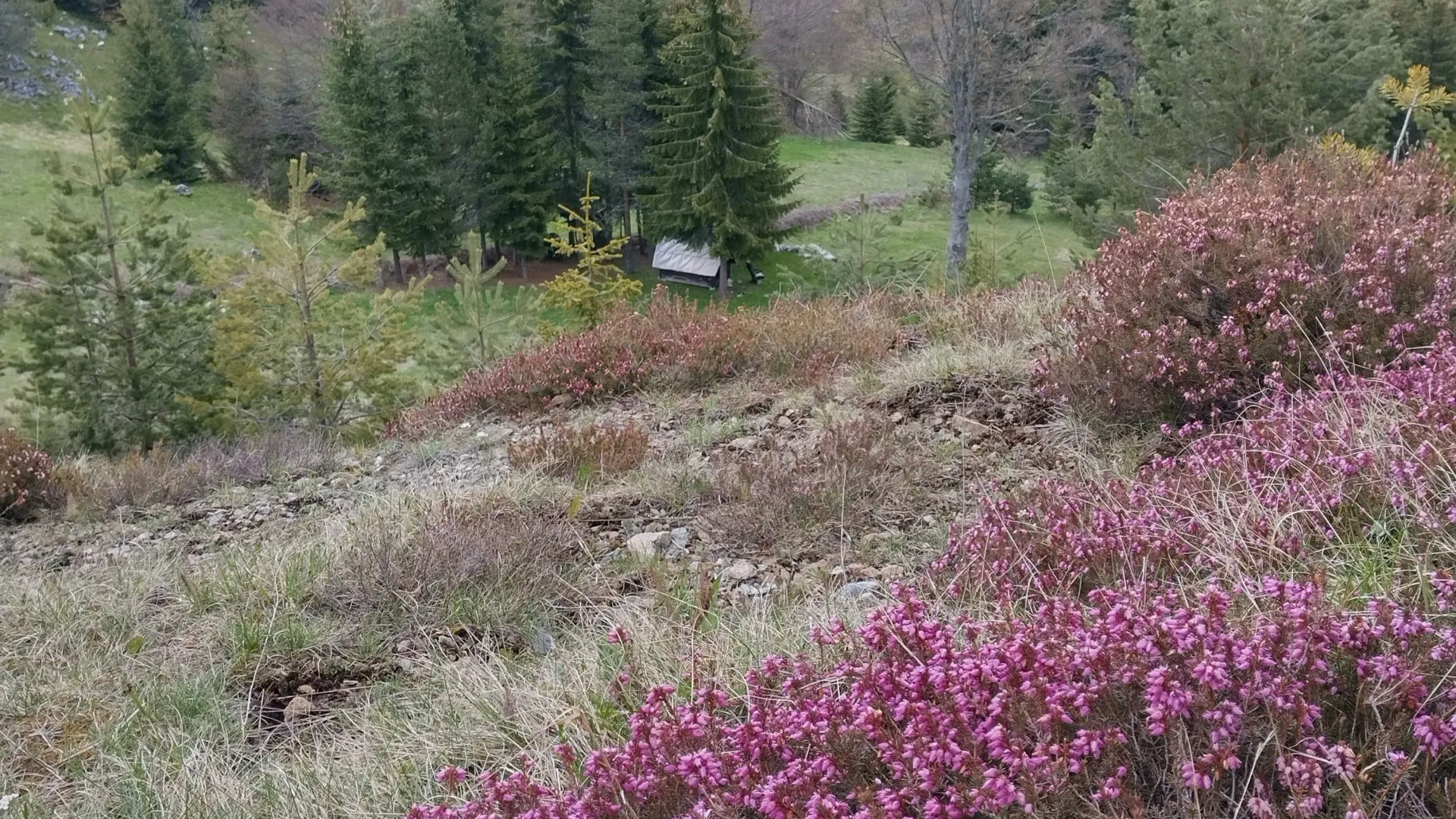 Prodaja, plac, 7000m², Mokra gora, Tara