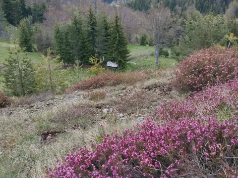 Prodaja, plac, 7000m², Mokra gora, Tara - image 15