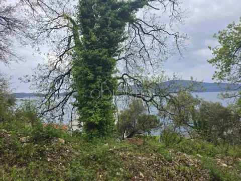 Zaraslo dvorište sa velikim drvetom i pogledom na more. - image 3