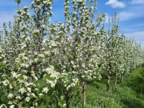 Prodaja, plac, 10400m², Sepci, Rača - image 13