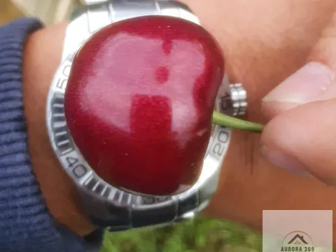 Prodaja, plac, 1030m², Sremska Mitrovica, Srbija - image 10