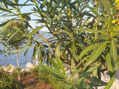 Prodaja, kuća, 163m², Tivat, Crna Gora - image 7