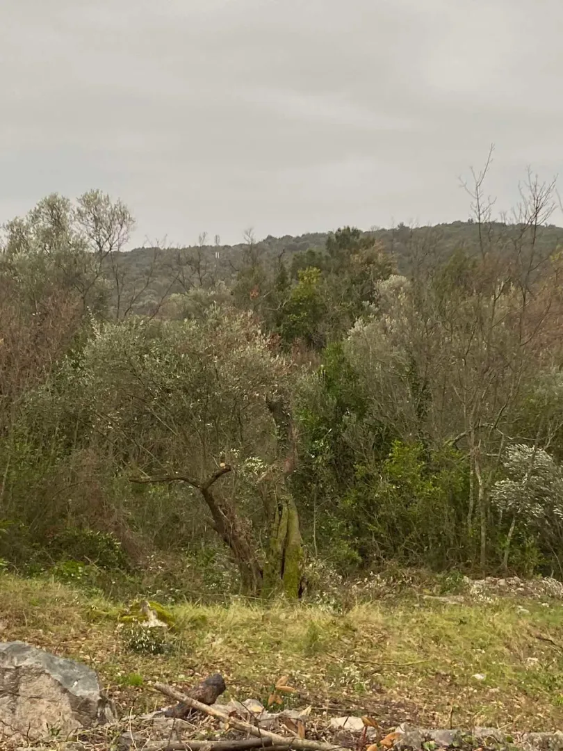 Prodaja, plac, 707m², Luštica, Herceg Novi