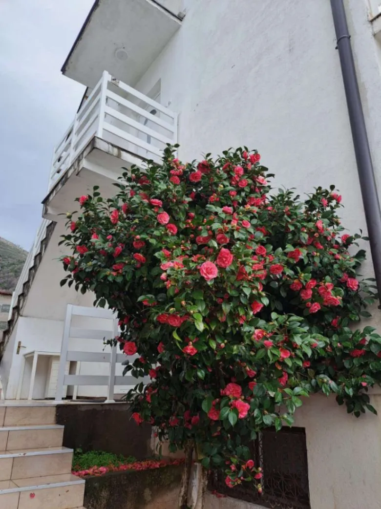 Sale, house, 140m², Bijela, Herceg Novi