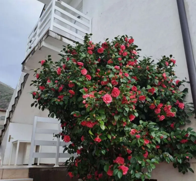 Sale, house, 140m², Bijela, Herceg Novi