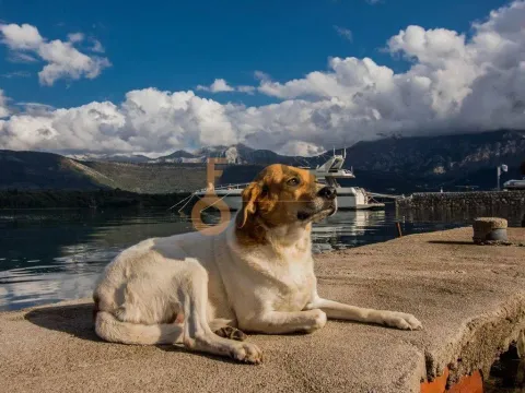 Prodaja, plac, 1753m², Tivat, Crna Gora - image 9