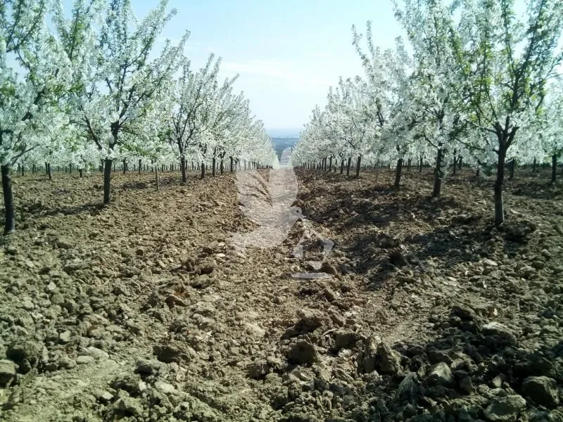 Prodaja, plac, 13700m², Koraćica, Mladenovac