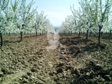 Prodaja, plac, 13700m², Koraćica, Mladenovac - image 6