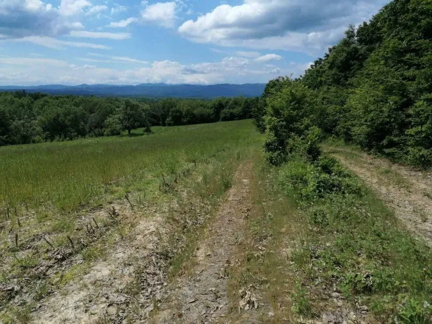 Pogled na prostrano zemljište i livadu sa šumom u pozadini.