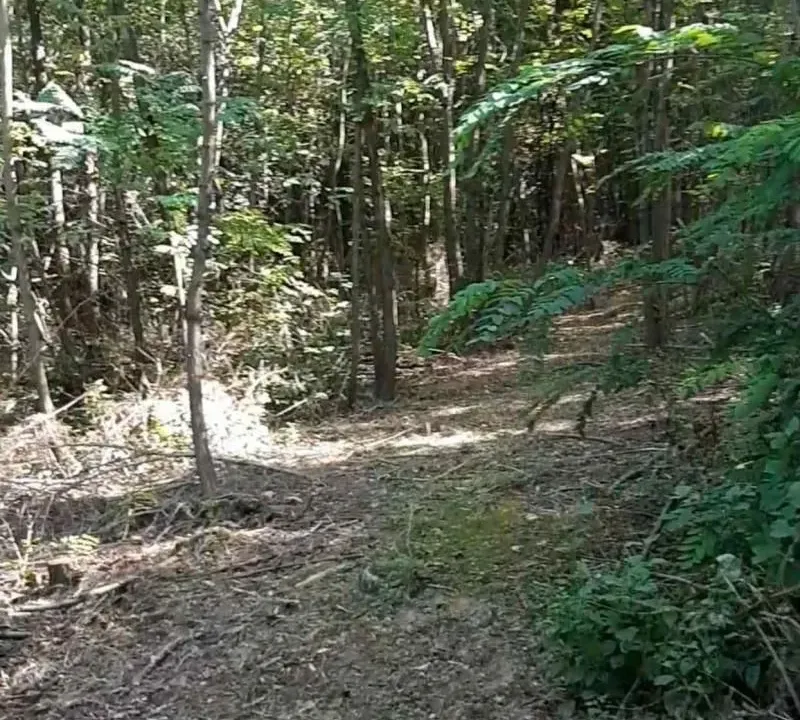 Sale, land lot, 12183m², Parcani, Sopot