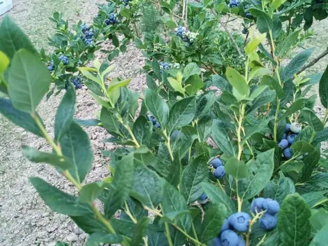 Prodaja, plac, 120000m², Centar, Šabac - image 3