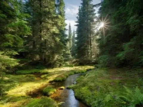 Prodaja, plac, 5200m², Tara, Srbija - image 10