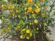 Prodaja, kuća, 199m², Utjeha, Bar - image 10