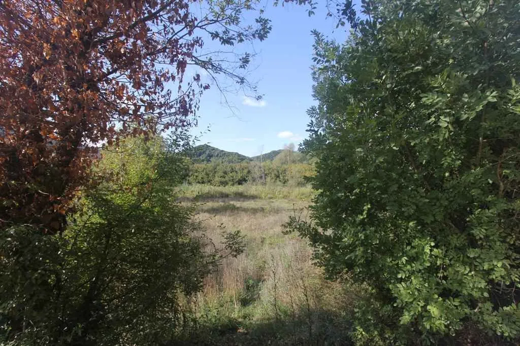 Pogled na prostranu parcelu okruženu drvećem i zelenilom.