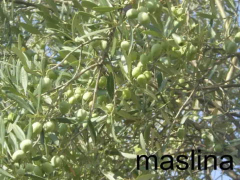 Sale, house, 100m², Kalimanj, Tivat - image 8