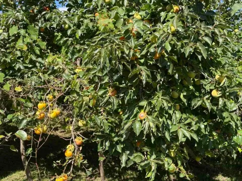 Prodaja, plac, 50000m², Bar, Crna Gora - image 9