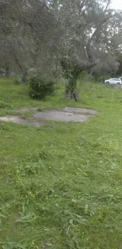 Zeleno dvorište sa stablima maslina i travnatom površinom. - image 3