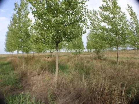 Prodaja, plac, 1378m², Zrenjanin, Srbija - image 32