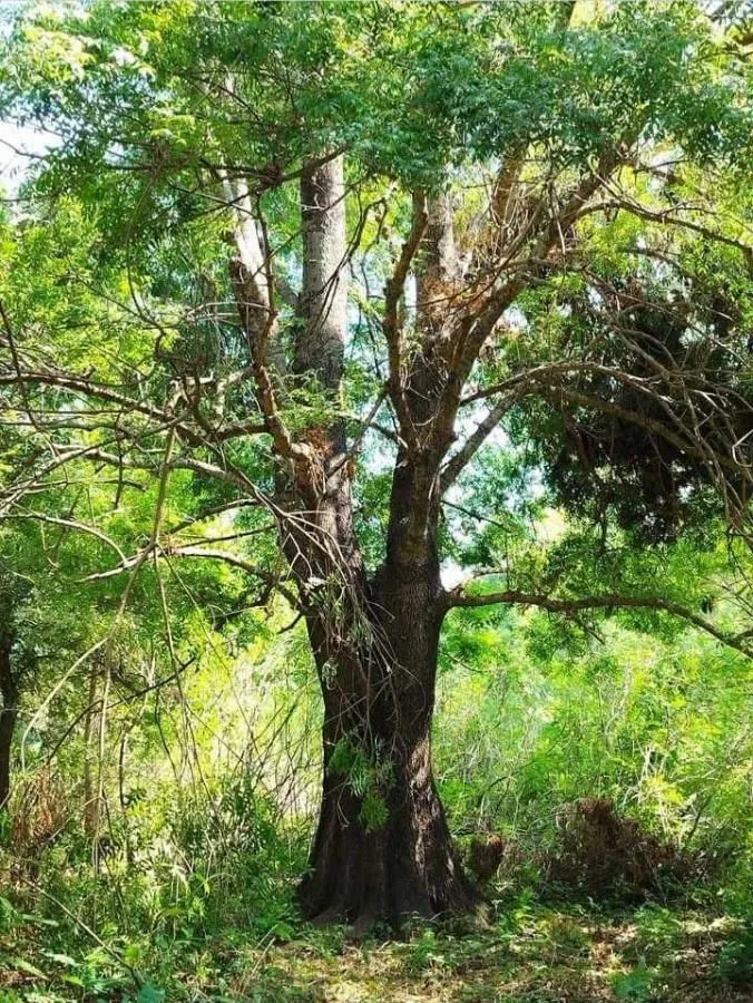 Prodaja, plac, 1800m², Podgorica, Crna Gora