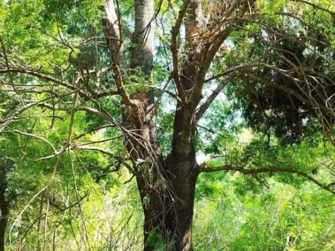 Prodaja, plac, 1800m², Podgorica, Crna Gora - image 6