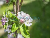 Sale, house, 250m², Utjeha, Ulcinj - image 8