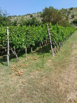 Uredan vinograd na poljoprivrednom zemljištu pod suncem. - image 4