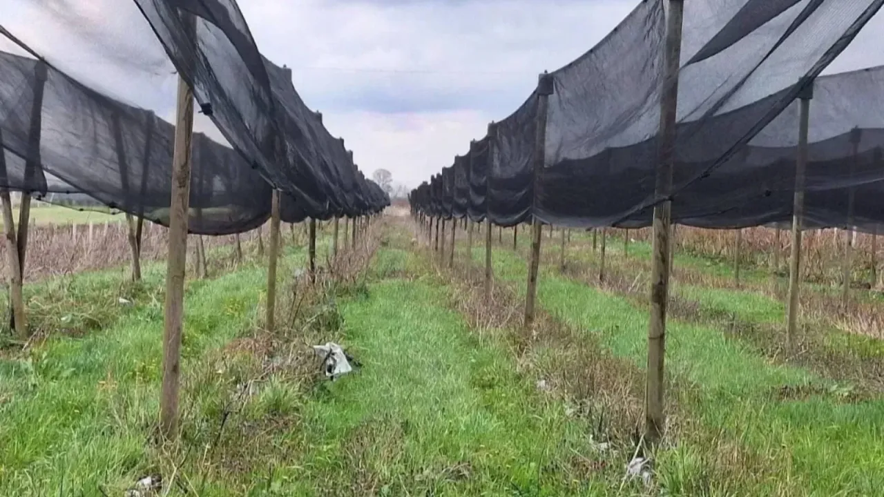 Sale, land lot, 10800m², Šabac, Srbija