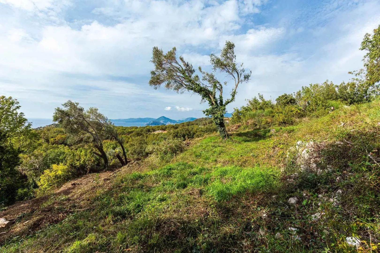 Pogled na zeleno imanje i okolni pejzaž sa drvećem.