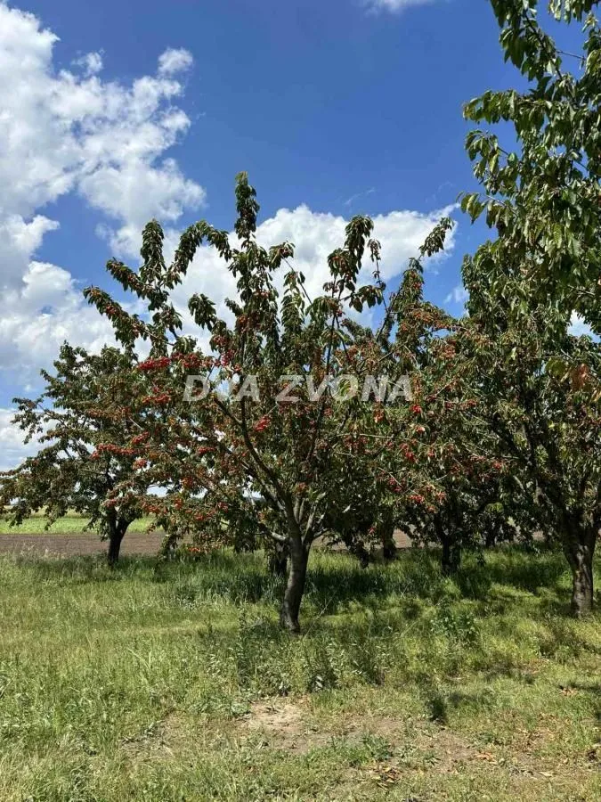 Prodaja, plac, 28700m², Novi Slankamen, Inđija