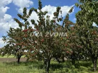 Sale, land lot, 287m², Novi Slankamen, Inđija - image 7