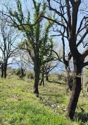Prodaja, plac, 1227m², Dobra Voda, Budva