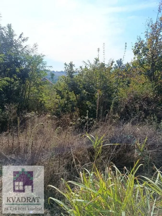 Pogled na zarasao plac sa drvećem i rastinjem.