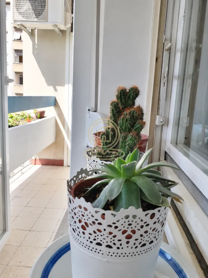 Saksije sa kaktusima i sobnim biljem na balkonu.