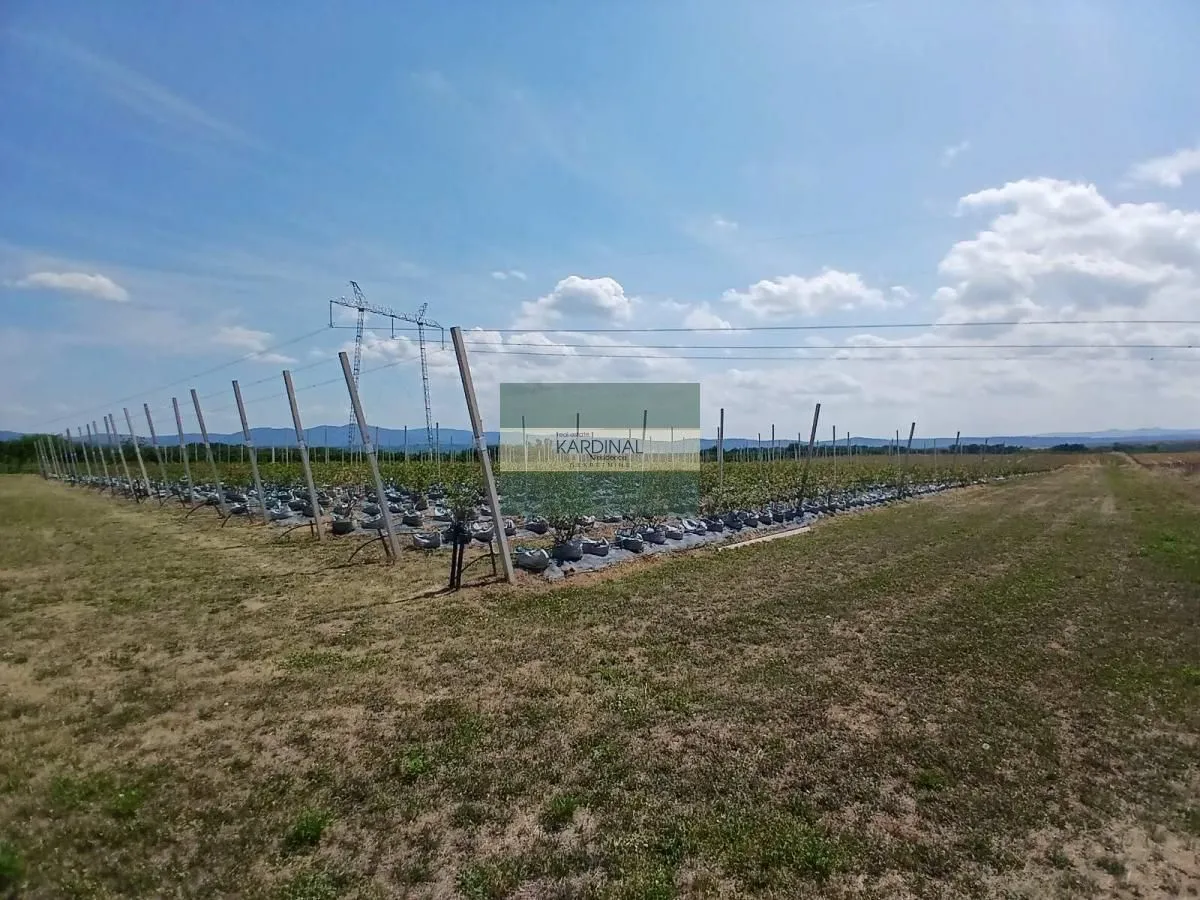 Prodaja, plac, 285100m², Medjureč, Jagodina
