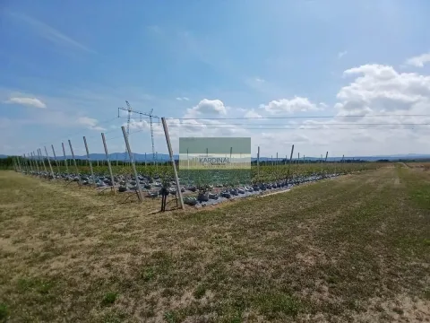 Prodaja, plac, 285100m², Medjureč, Jagodina - image 8