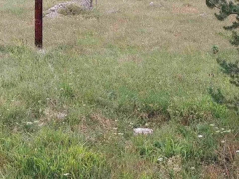 Sale, land lot, 1600m², Žabljak, Crna Gora - image 4