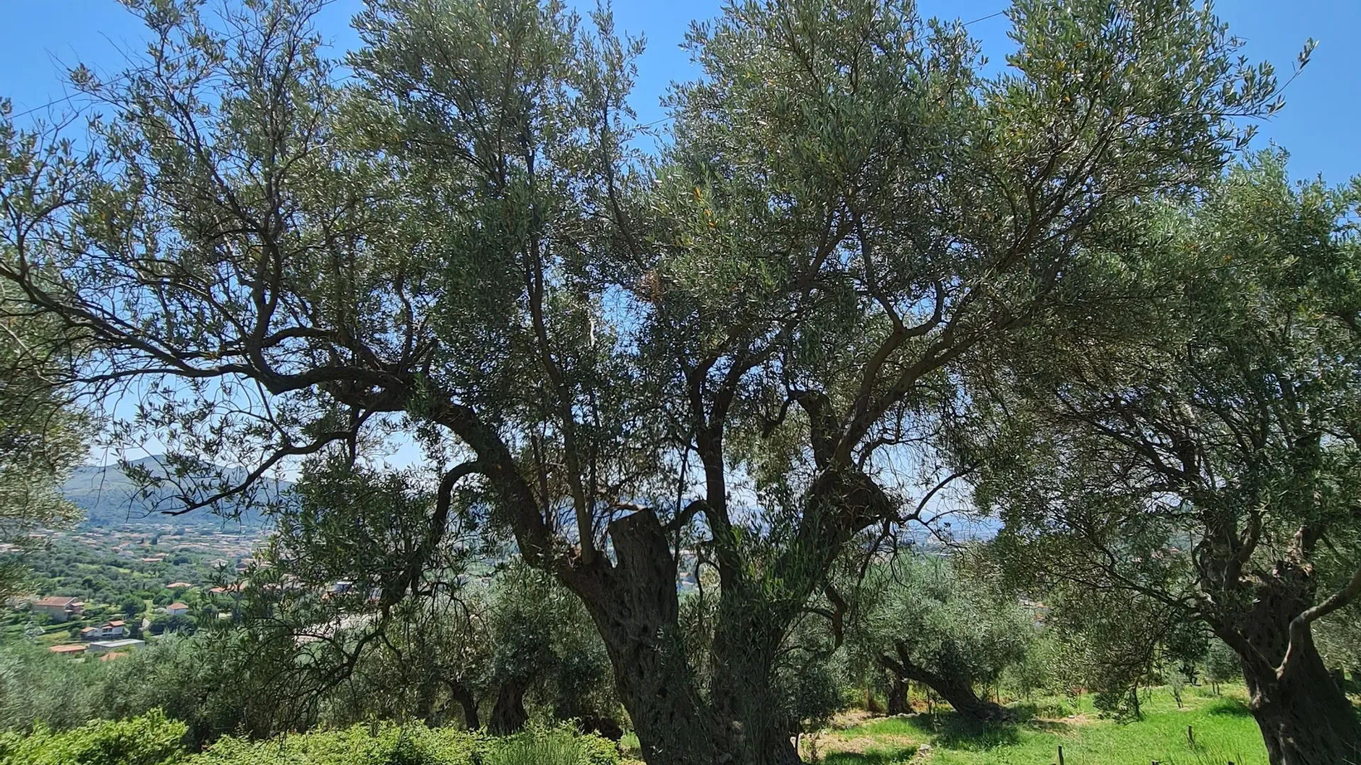 Prodaja, plac, 10000m², Stari Bar, Bar