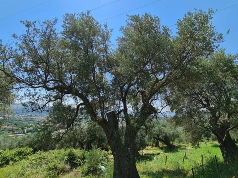 Sale, land lot, 10000m², Stari Bar, Bar - image 7